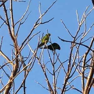 Meet your Posher, Zahra